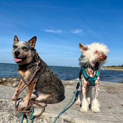 Hundetreffen-Kleinhunde/ Junghunde treffen-Profilbild