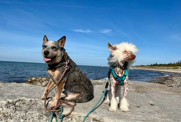Chinese Crested (Chinesischer Schopfhund)-Beitrag-Bild