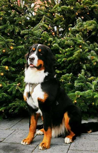 Foto's und Hundemodels-Beitrag-Bild