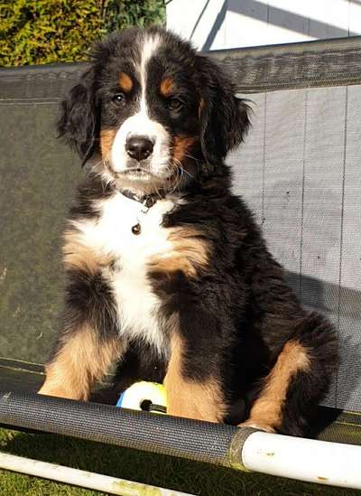 Foto's und Hundemodels-Beitrag-Bild