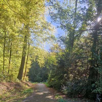 Hundetreffen-Gassipartner gesucht🐾-Bild