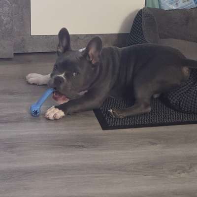 Hundetreffen-Hallo ich suche ein Sozialisierungs Partner für mein 7 Monate alten Rüden-Bild