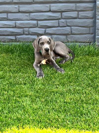 Deutsche Doggen Besitzer zeigt euch-Beitrag-Bild