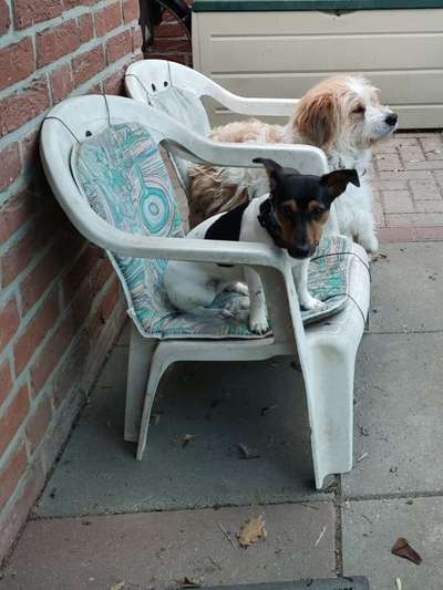 Welchen Hund hast du?-Beitrag-Bild