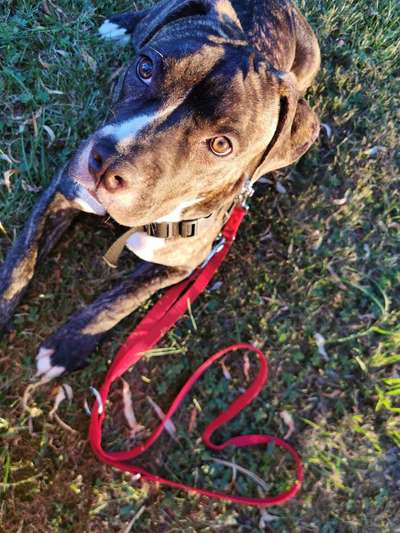 Dein Hund im Dogorama-Kalender 2021-Beitrag-Bild