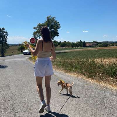 Hundetreffen-Suche Hund zum Gassi gehen
