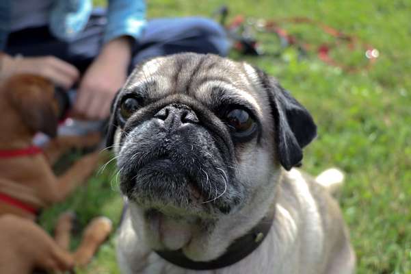 Fotochallange Nr. 57     PORTRÄT.   Beendet!!!!!!!!-Beitrag-Bild