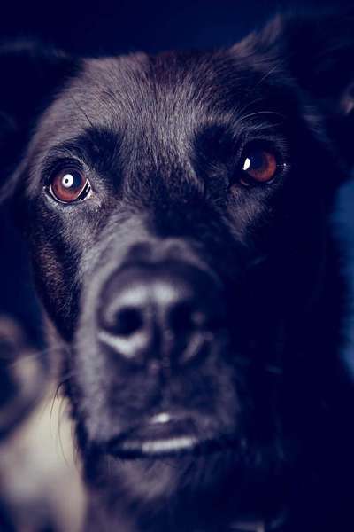 Fotochallange Nr. 57     PORTRÄT.   Beendet!!!!!!!!-Beitrag-Bild