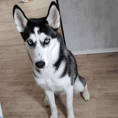 Hundetreffen-Treffen zum spielen und Gassi gehen Treffpunkt nach Absprache 😁