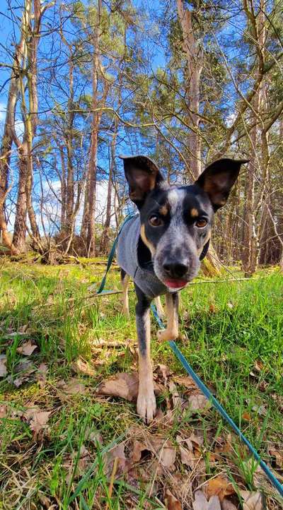 Hundetreffen-Entspannte Gassirunden in der Natur-Bild