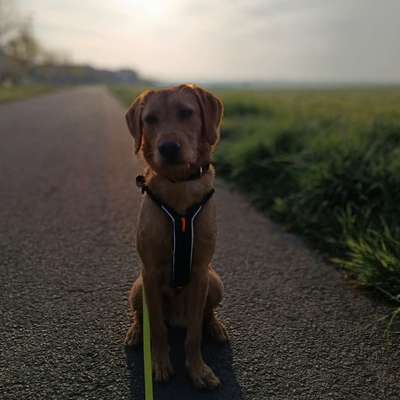 Hundetreffen-Gassifreunde / Spielfreunde-Bild