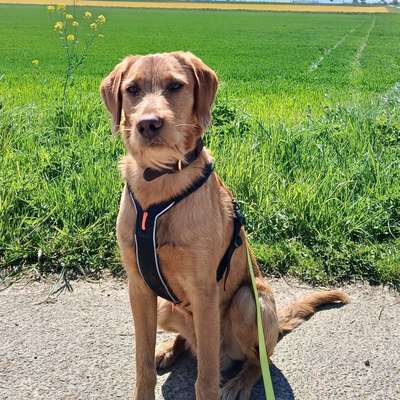 Hundetreffen-Gassifreunde / Spielfreunde-Bild
