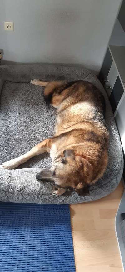 Körbchen / Hundebett-Beitrag-Bild