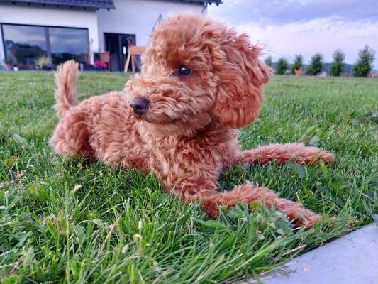 Pudel-Treffen-Beitrag-Bild