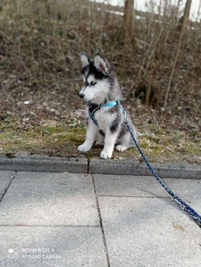 Welpen Bilder !-Beitrag-Bild