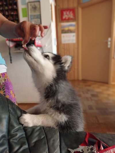 Welpen Bilder !-Beitrag-Bild