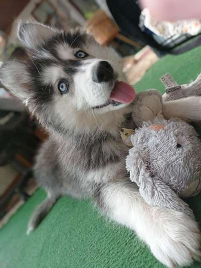 Welpen Bilder !-Beitrag-Bild