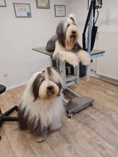 OES Bobtails-Beitrag-Bild