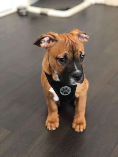 Welpen Bilder !-Beitrag-Bild