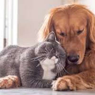 Titelbild Gruppe Katzen 🐈 & Hunde 🐕 FRIENDS