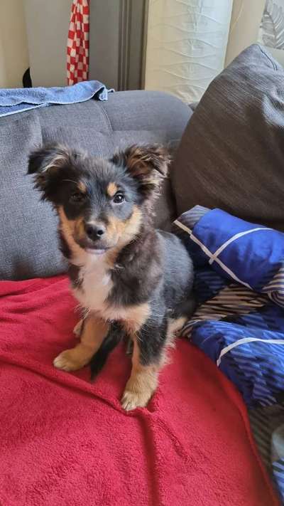 Mischlingshunde Foto Aufruf-Beitrag-Bild