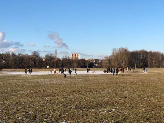 Hundeauslaufgebiet-Volkspark Niddapark-Bild