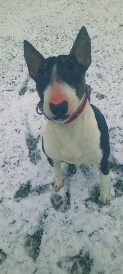 Miniatur Bull Terrier-Beitrag-Bild