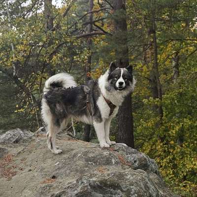 Hundetreffen-Hundefreunde gesucht-Bild