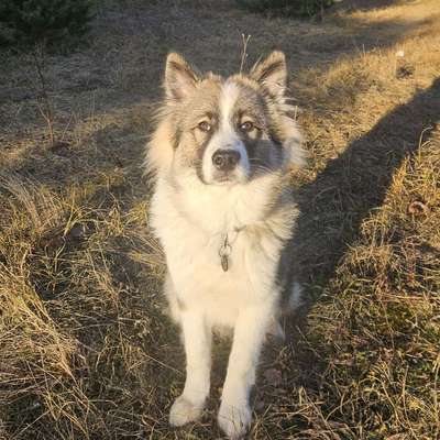 Hundetreffen-Hundefreunde gesucht-Bild