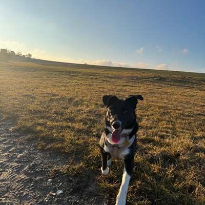 Hundetreffen-Spielgefährten gesucht-Bild