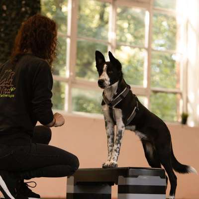 %{de_profession_title}-Hundefitness/ Bewegungstherapie-Bild