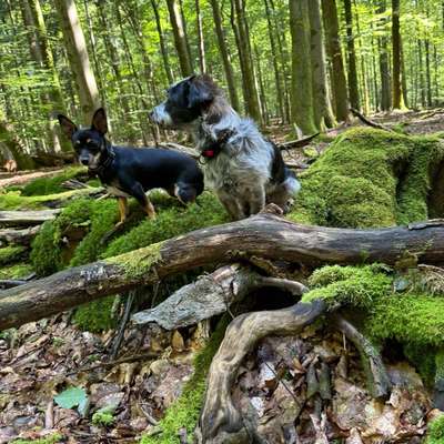 Hundetreffen-Freunde für Kleinhundegruppe gesucht-Bild