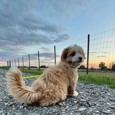 Hundetreffen-Spielfreunde gesucht :)-Bild