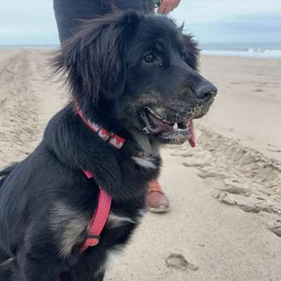 Hundetreffen-Gemeinsames spazieren, spielen oder gassi gehen gesucht-Bild