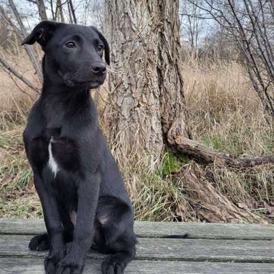 Schäferhund-Beitrag-Bild