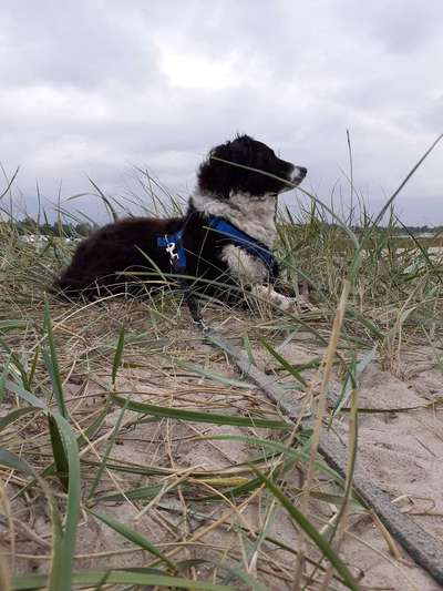 Hund aus dem Spanischen Tierschutz-Beitrag-Bild