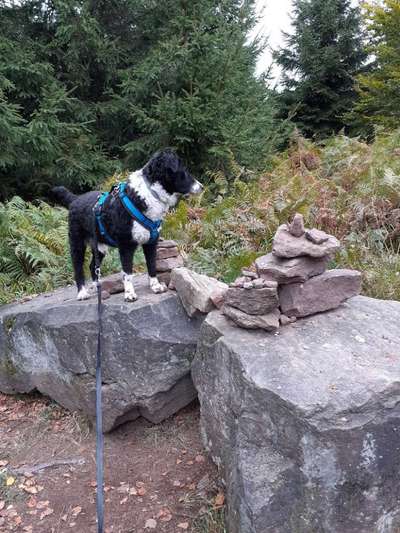 Hund aus dem Spanischen Tierschutz-Beitrag-Bild