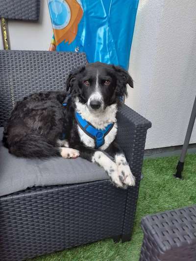 Gibt's hier noch mehr Border Collies???-Beitrag-Bild