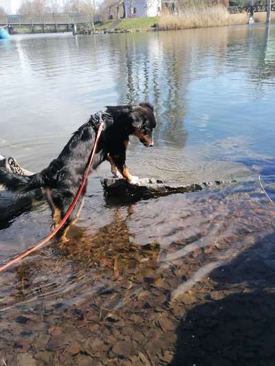 Dogorama-Monats-Challenge-Mai "Wasser"-Beitrag-Bild