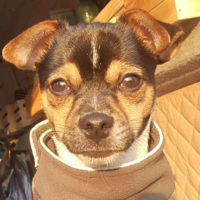Hundetreffen-Junghundtreffen in Halle Saale und Umgebung-Bild