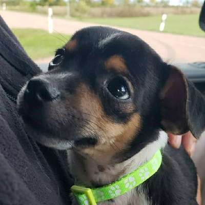 Hundetreffen-Welpentreffen für Minis in Halle Saale und Umgebung-Bild