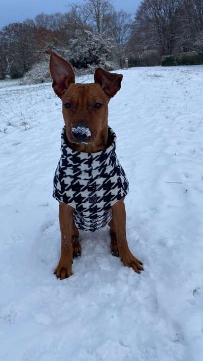 Liebhaber des Deutschen Pinscher gesucht.-Beitrag-Bild