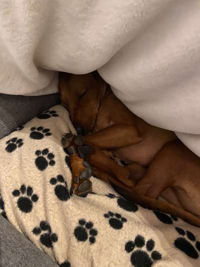 Liebhaber des Deutschen Pinscher gesucht.-Beitrag-Bild