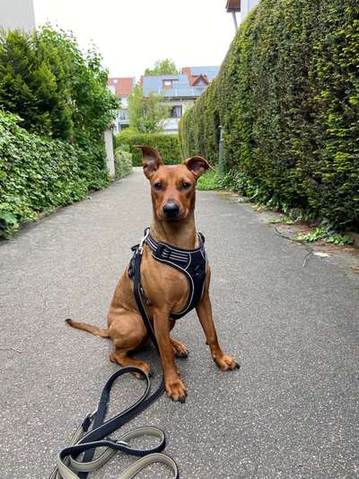 Liebhaber des Deutschen Pinscher gesucht.-Beitrag-Bild