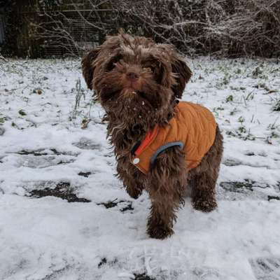 Hundetreffen-Welpentreffen Köpenick, Kleinhund-Bild