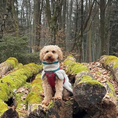 Hundetreffen-Gassi, spielen und toben 🐶-Bild