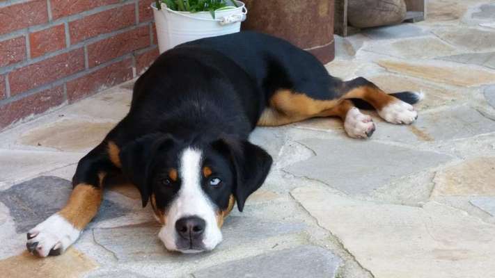 Berner Sennen-Beitrag-Bild