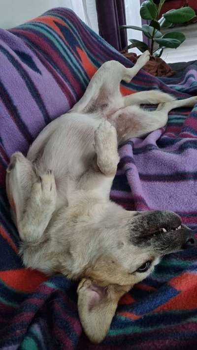 Die Dogorama Wochen Challenge-Beitrag-Bild