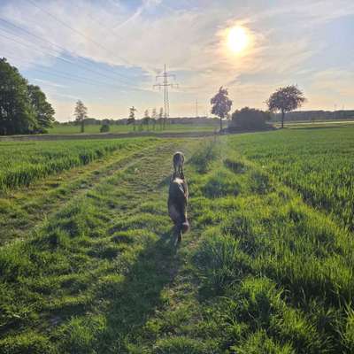 Hundetreffen-Sozialwalk, Spiel, Spaß und Training-Bild