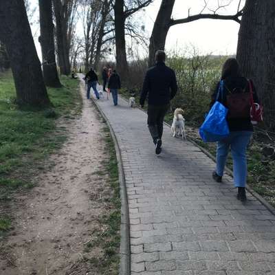 %{de_profession_title} Social-Walk %{location} – Dogorama